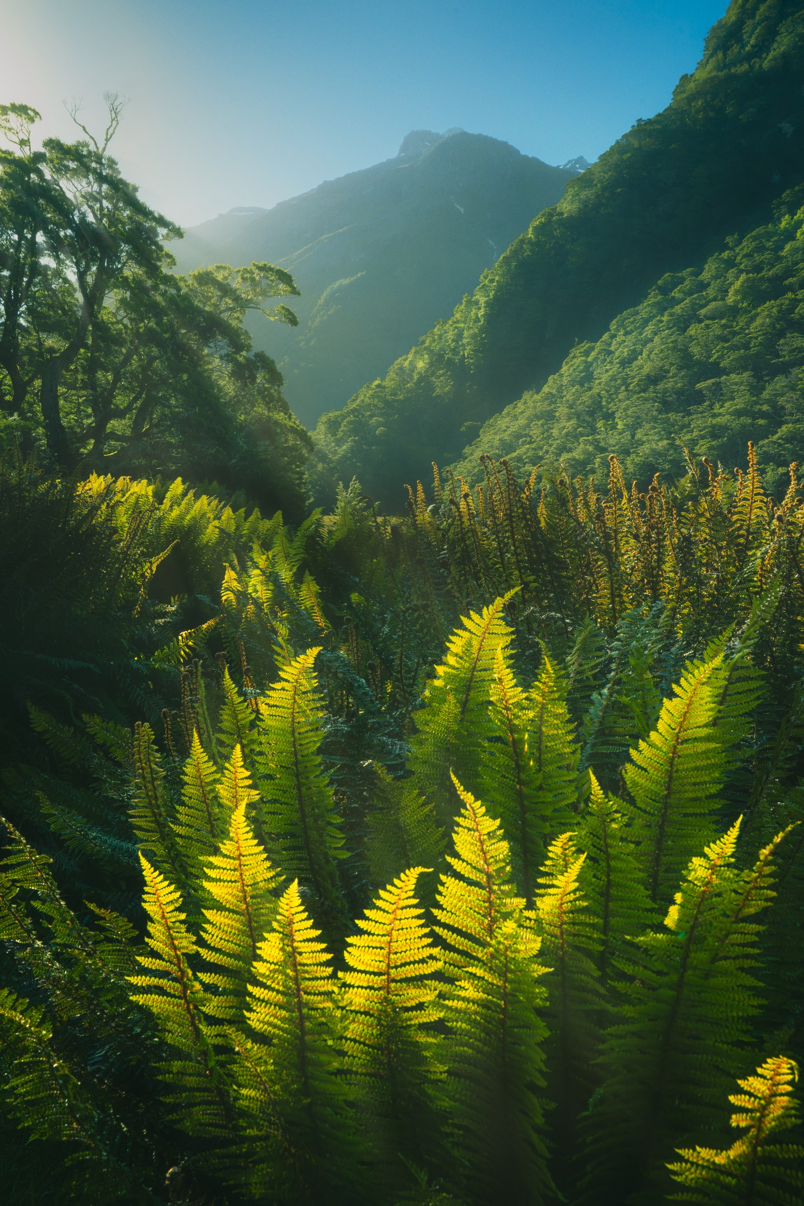 Ferns, Paradise Valley